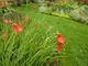 Schizostylis coccinea "Major"