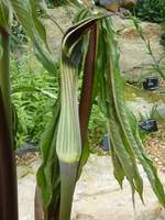 Arisaema concinnum