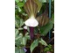 Arisaema sikokianum