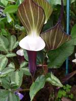 Arisaema sikokianum