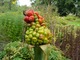 Arisaema helleborifolium