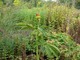 Arisaema helleborifolium