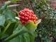 Arisaema helleborifolium