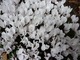 Cyclamen hederifolium "Album"