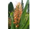 Hedychium coccineum "Tara"