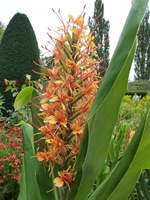 Hedychium coccineum "Tara"