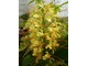 Hedychium gardnerianum