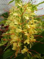 Hedychium gardnerianum