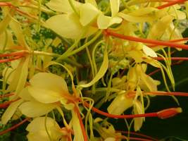 Hedychium gardnerianum