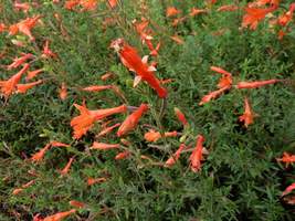 Zauchneria californica "Glasnevin"