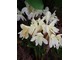 Roscoea cautleoides