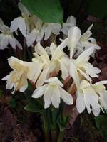 Roscoea cautleoides