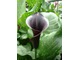 Zantedeschia