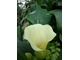 Zantedeschia