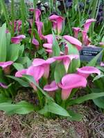 Zantedeschia "Lipstick"