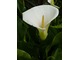 Zantedeschia