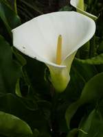 Zantedeschia