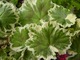 Biało-zielone liście u pelargonii też ładnie wyglądają