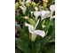 Zantedeschia