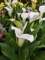 Zantedeschia