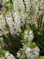 Lachenalia contaminata