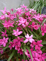 Rhodohypoxis baurii "Douglas"