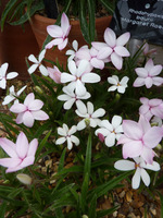 Rhodohypoxis baurii "Margaret Rose"