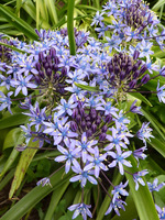 Scilla peruviana "Cuban Lily"