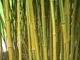 Phyllostachys aureosulcata "Aureocaulis"