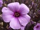 Geranium maderense - kwiat