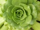 Aeonium arboreum