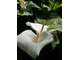 Zantedeschia aethiopica