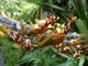 Phormium tenax - kwiat