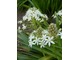 Scilla peruviana, odm. o białych kwiatach
