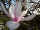 Magnolia - kwiat