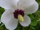 Magnolia sieboldii - kwiat