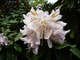 Rhododendron - kwiat