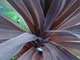 Cordyline australis "Purpurea"