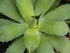 Agave americana