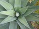 Agave