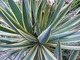 Yucca "Color guard"