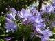 Agapanthus