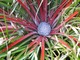 Fascicularia bicolor