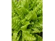 Asplenium scolopendrium