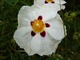 Cistus ladaniferus