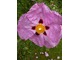 Cistus purpureus "Rockrose"