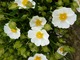 Cistus salviifolius var. prostratus