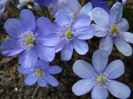 Kwitną przylaszczki (Hepatica)