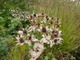 Eryngium - mikołajek, w porze kwitnienia jest niebiesko-szary, a jesienią beżowy