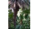 Palmy w Trebah uważane są za najwyższe na Wyspach Brytyjskich